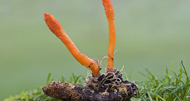 Cordyceps mushroom