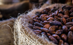 Cacao antioxidants