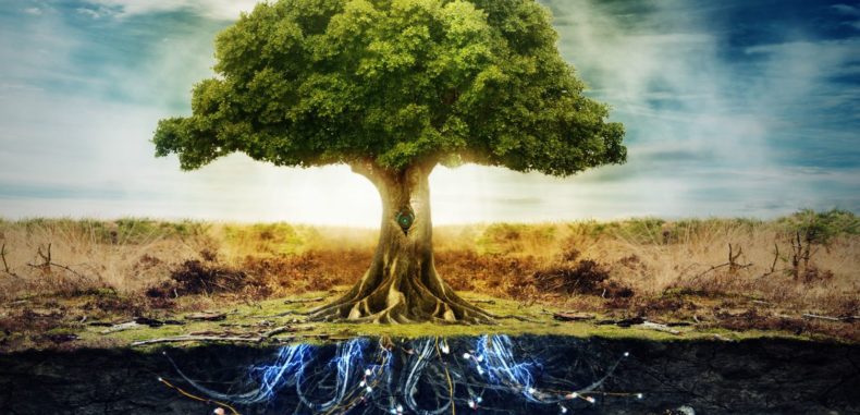 5 Things You Need to Know About The Tree of Life